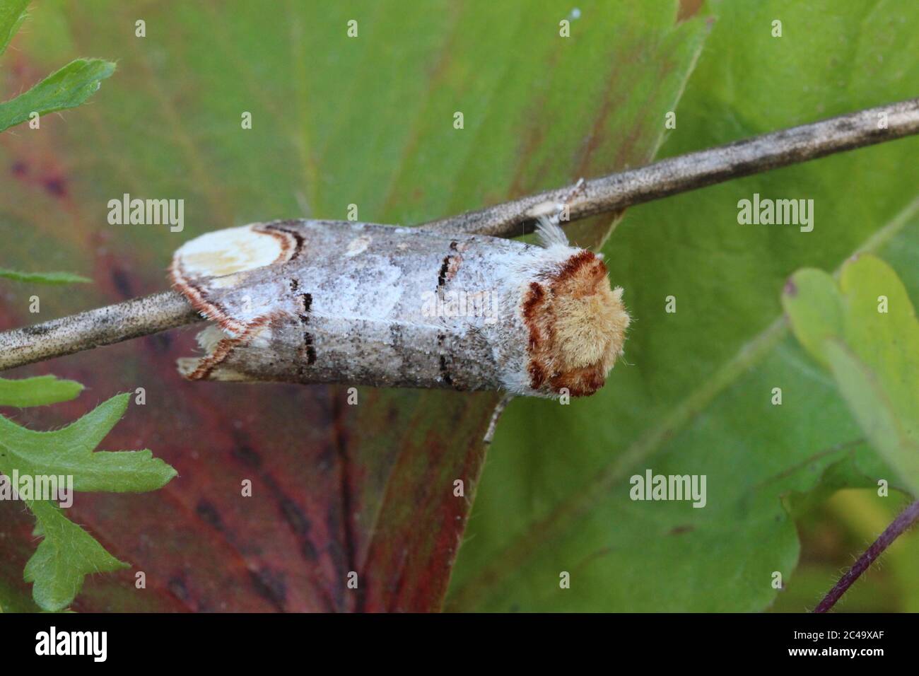 Buff Tip Motte, Phalera bucephala, auf einem Zweig, Wales, Großbritannien Stockfoto