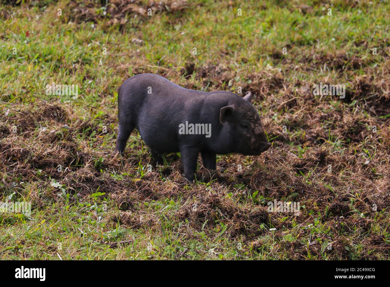 Kleines untergroßes schwarzes Schwein auf einem grünen Rasen. Selektiver Fokus Stockfoto
