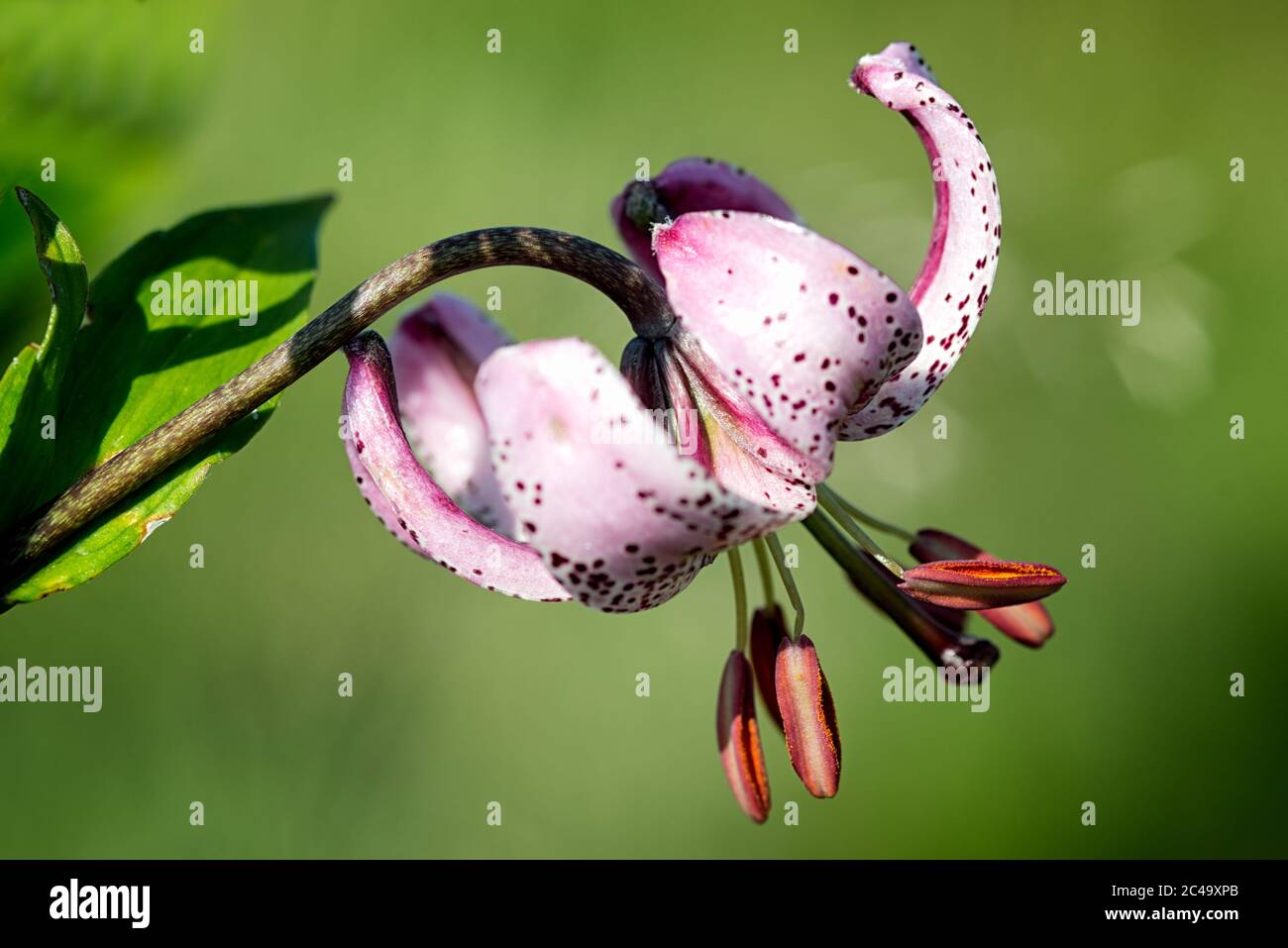 Die wilde Blume Lilium martagon hat einige Namen: Lilie von Istanbul oder Sultan Lily oder Dragon Lily. Das Profilbild zeigt alle Details der Blüte. Stockfoto