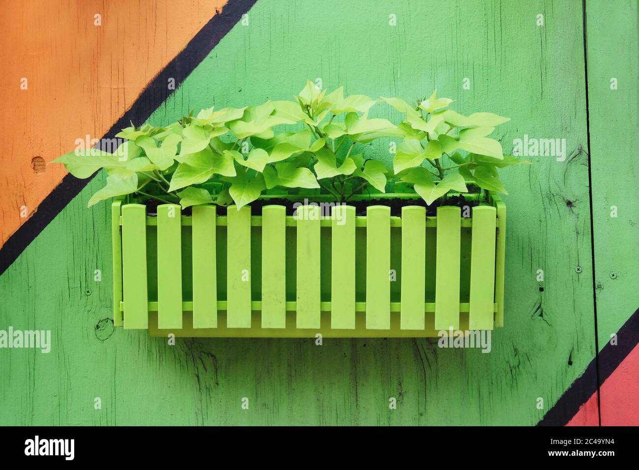 Grüne Blumen in Töpfen auf der Straße in Wohnanlage. Töpfe mit Buschpflanzen vor dem Hintergrund eines mehrfarbigen Holzzauns. Landschaftsgestaltung Stockfoto