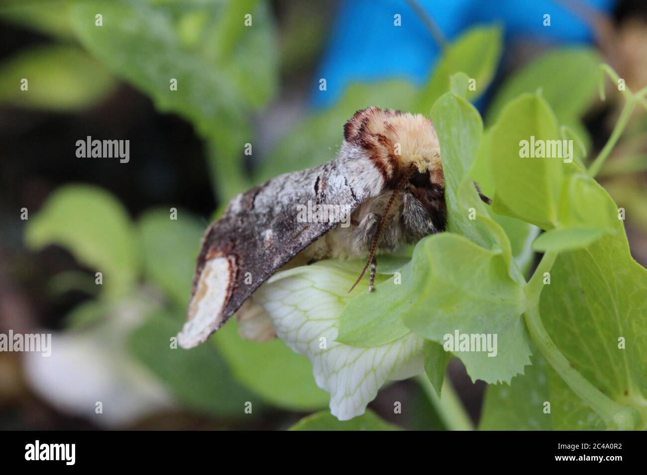 Vorderansicht des Buff Tip Motten, Phalera bucephala, Wales, UK Stockfoto