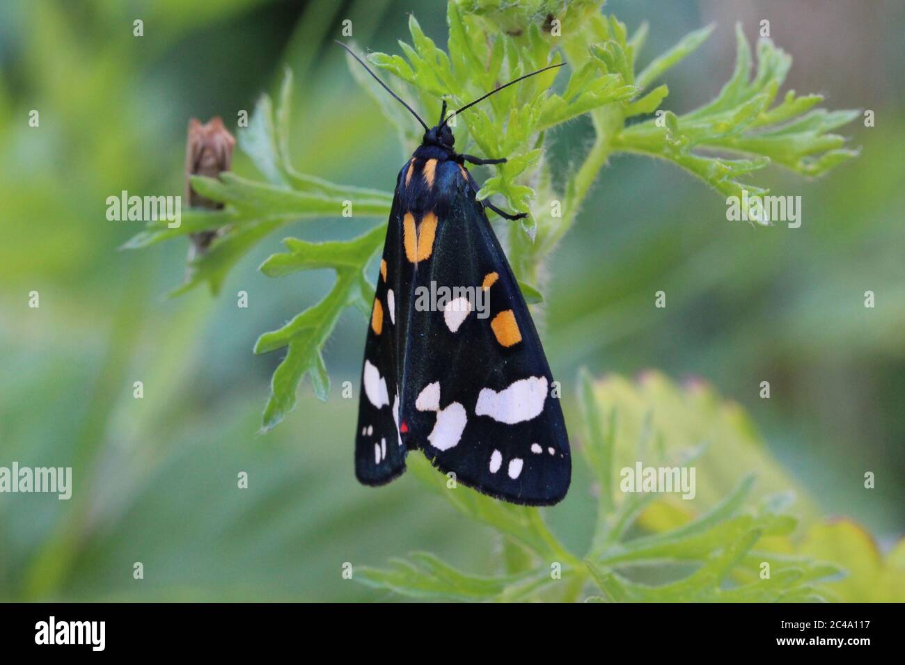 Scharlachrote Tigermotte mit geschlossenen Flügeln, Callimorpha dominula, Wales, UK Stockfoto