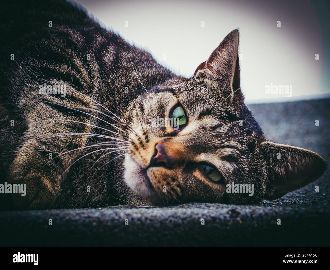 Tabby Katze Stockfoto