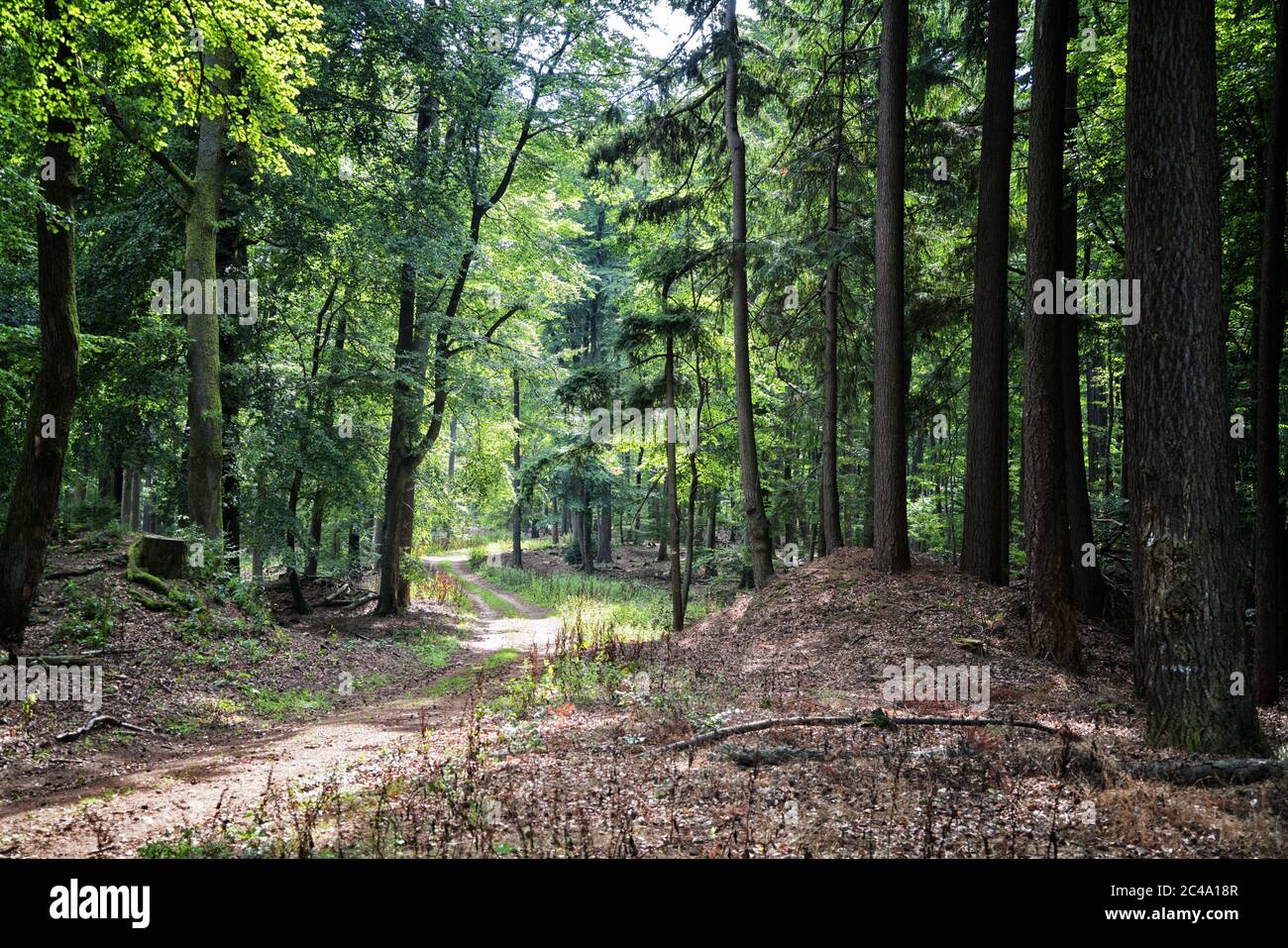 Ein landschaftlich reizvoller Weg durch den Pfälzer Wald, der Teil des UNESCO Biosphärenreservats Pfälzer Wald-Nordvogesen ist. Stockfoto