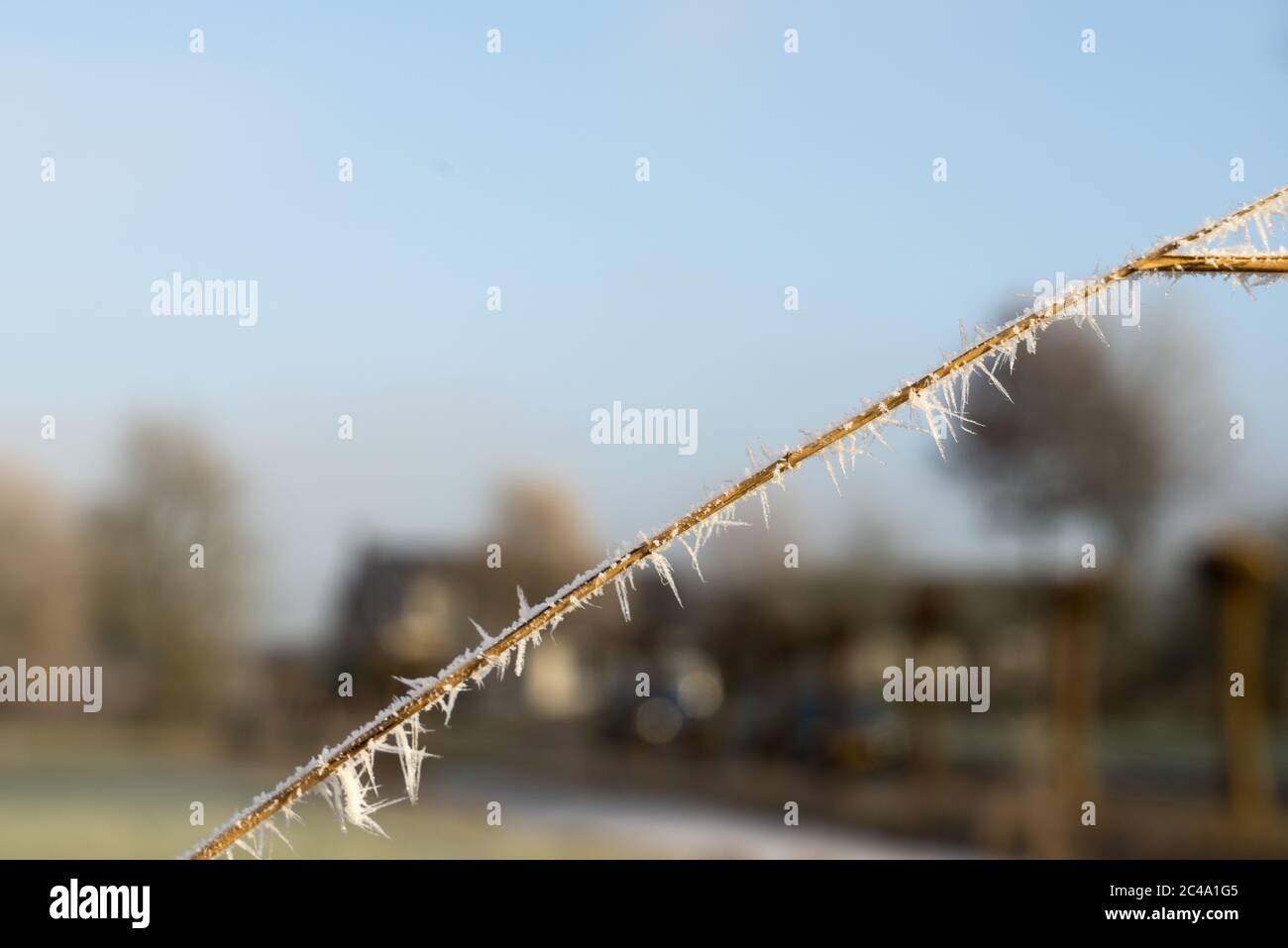 Heimattes Schilf mit winzigen Nadeln Eis im Sonnenlicht bei der winterlichen Nahaufnahme Stockfoto