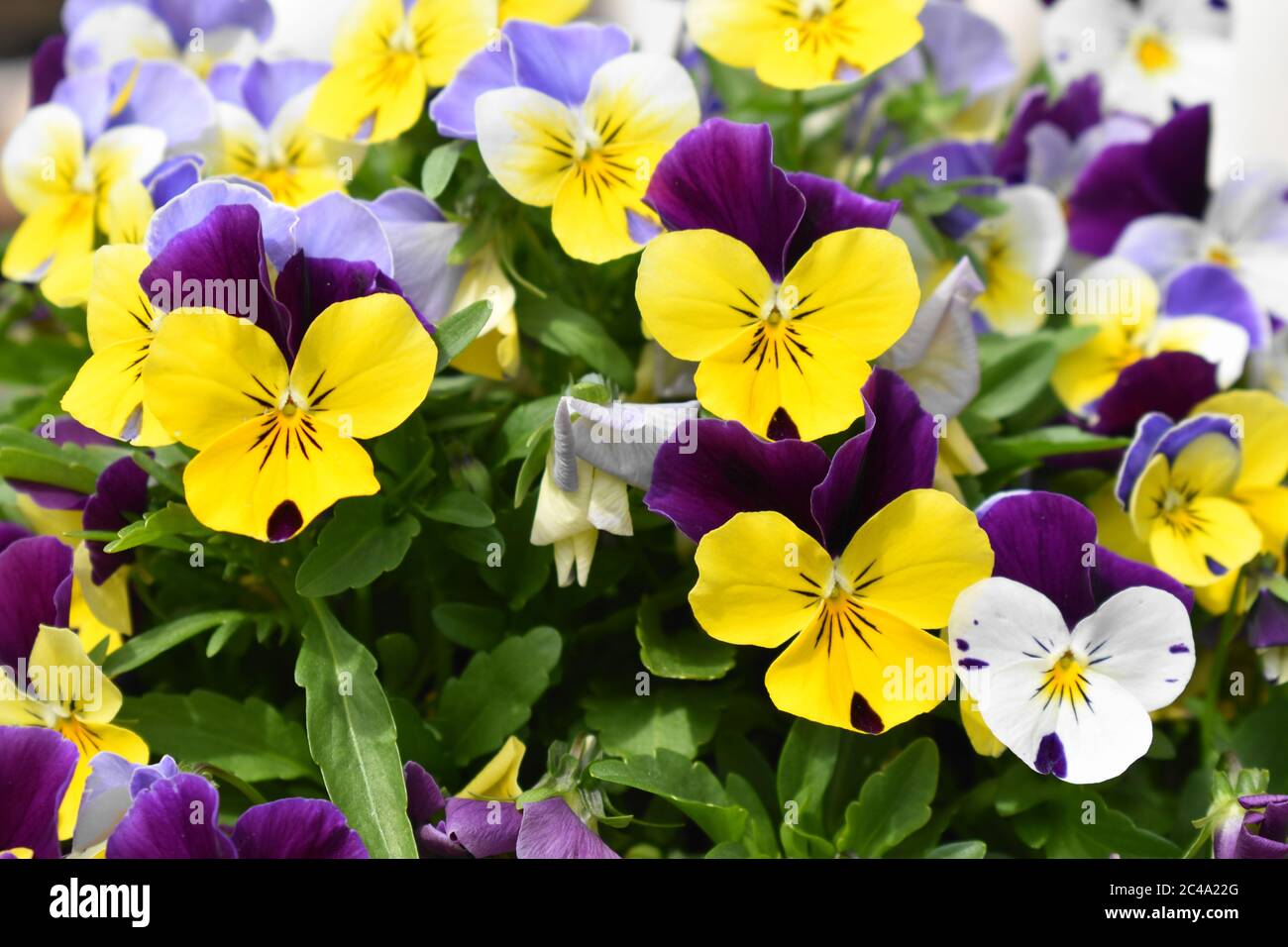 Gemischte Farben von Bratschen blühen im Garten im Sommer. Stockfoto