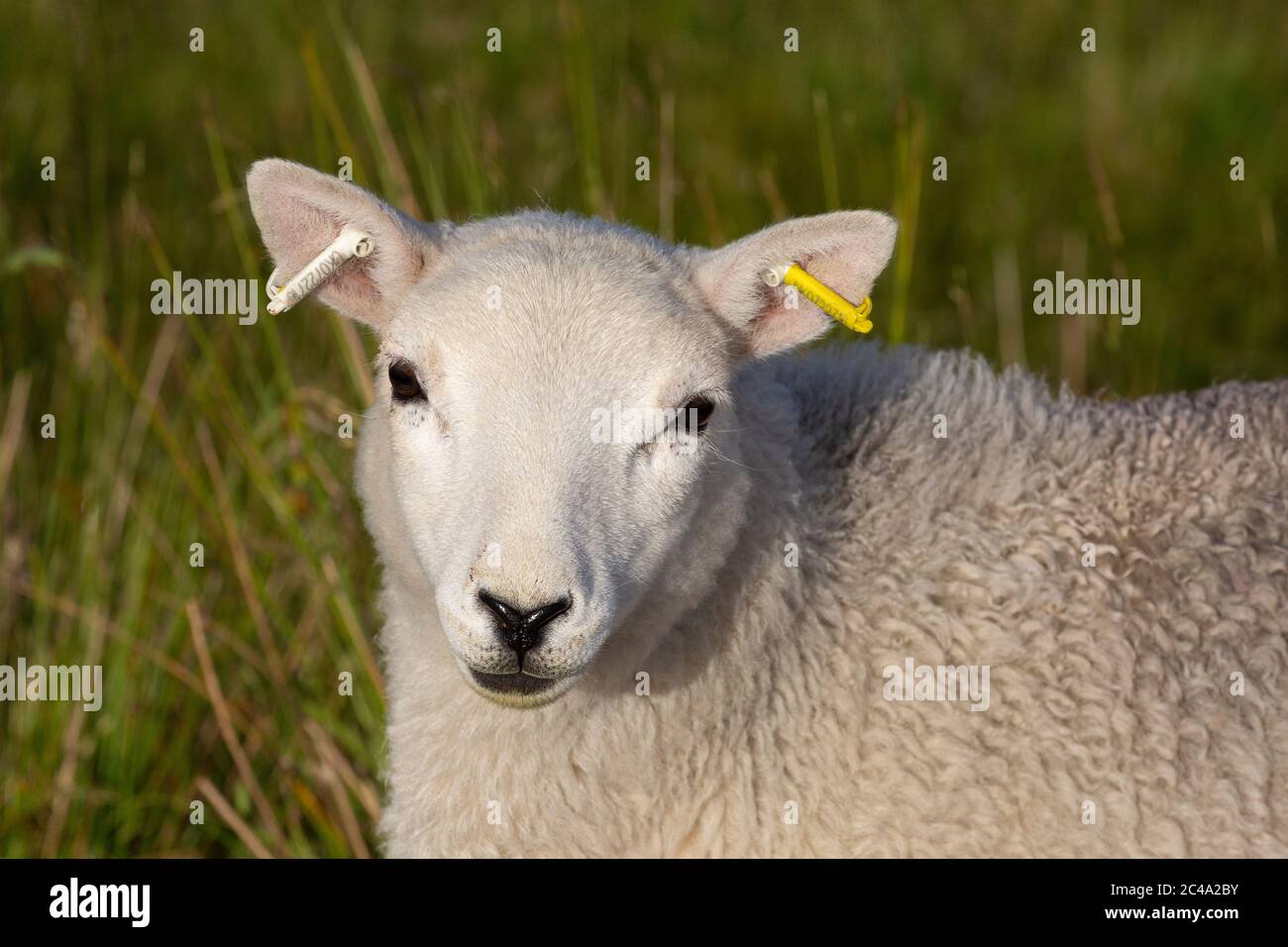 Walisisches Lamm mit Ohrmarken Stockfoto