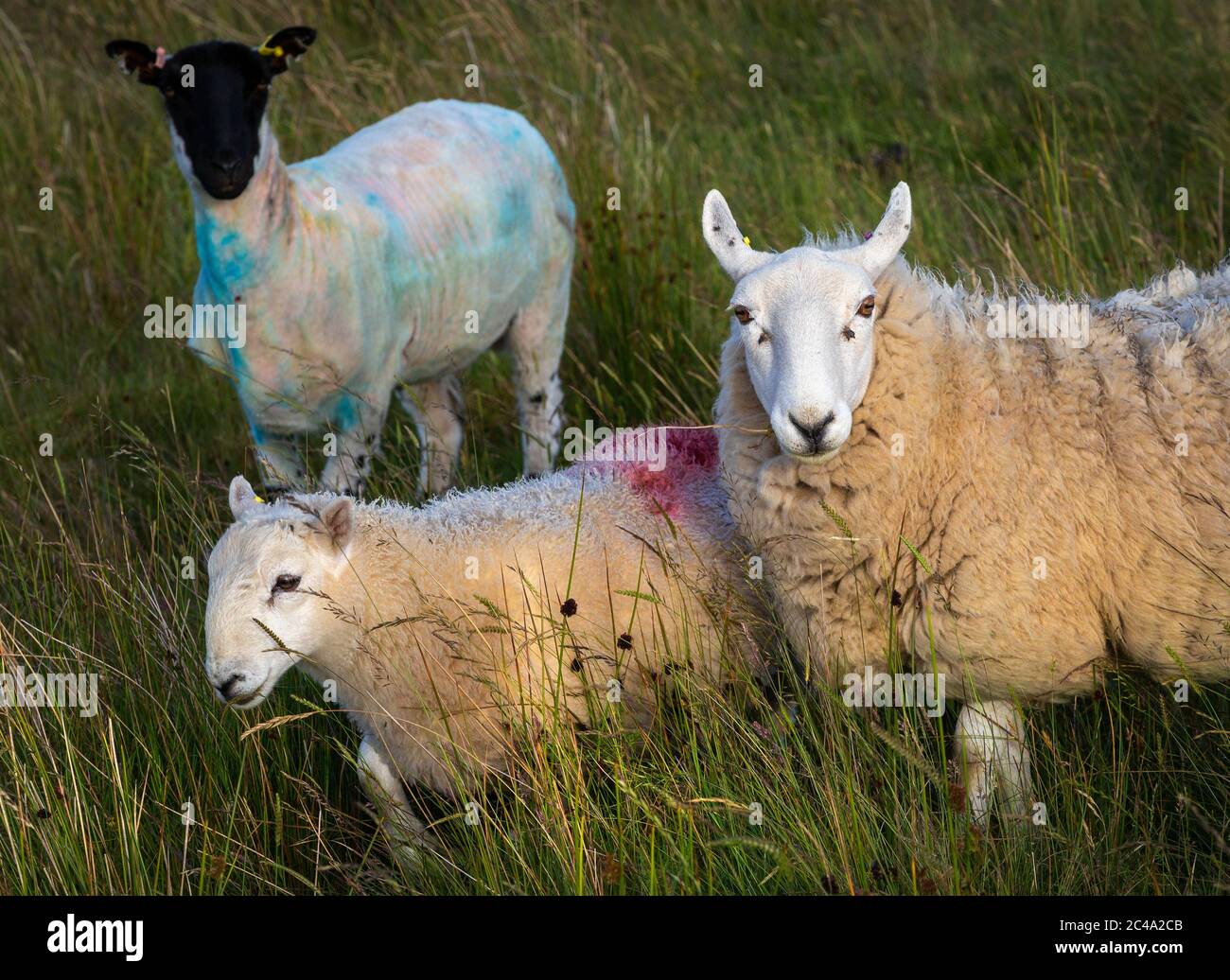 Malen Sie taubed Welsh Schafe Stockfoto