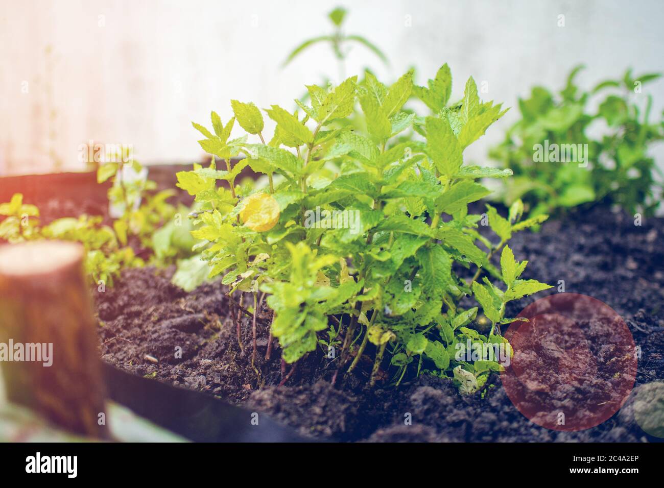 Mann Pflanzen grüne frische Minze Blatt, marokko Art Minze Nahaufnahme mit Mann Hände in der Vorderseite und braunen Boden als natürlichen Hintergrund, in ihr arbeiten Stockfoto