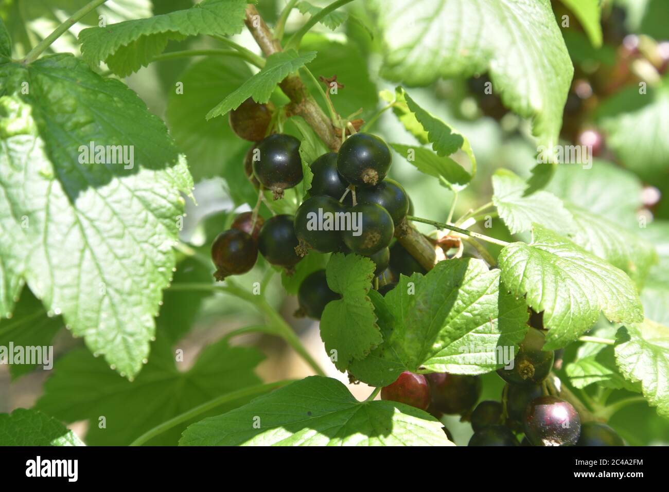 Schwarze Früchte Stockfoto