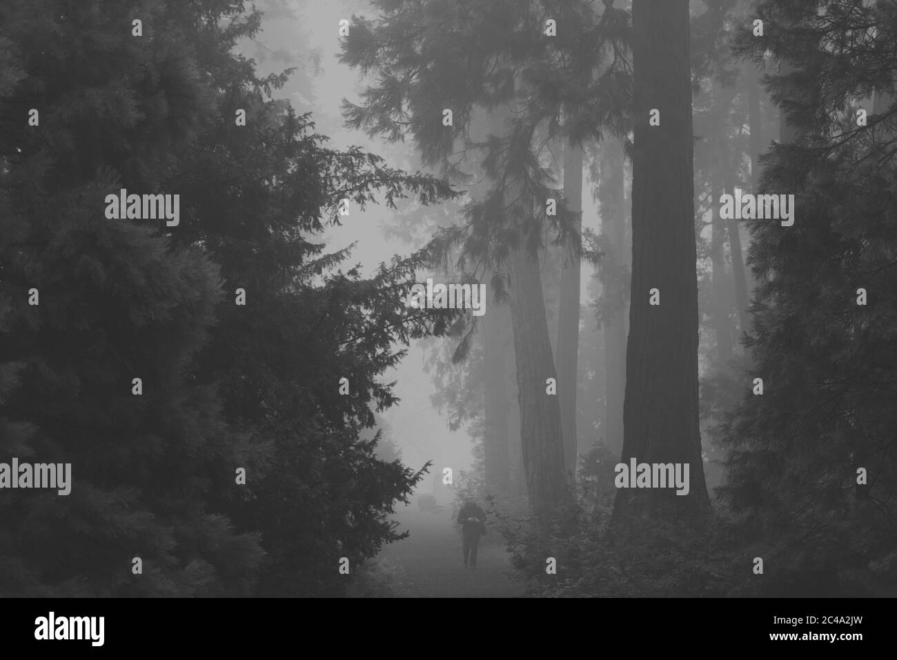 An einem nebligen Morgen steht ein Fotograf in einem Wald von Riesenmammutbäumen (Sequoiadendron giganteum). Stockfoto