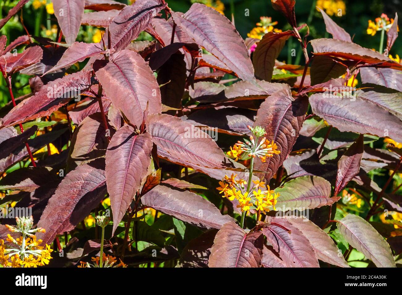 Persicaria Roter Drache, Primula bulleyana Stockfoto