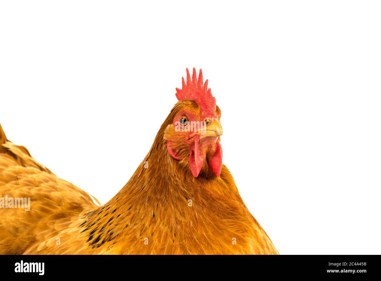 Nahaufnahme eines goldenen New Hamshire Huhn in einem weißem Hintergrund Stockfoto
