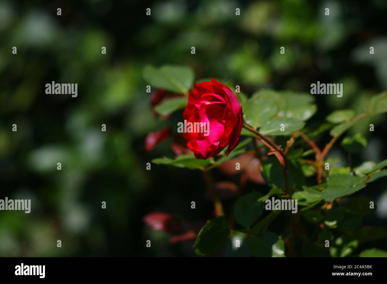 ogród róża czerwona lato Stockfoto