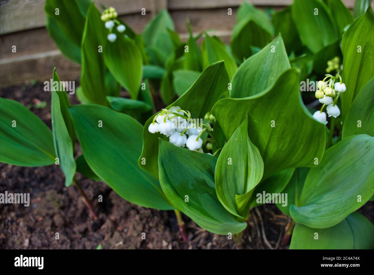 Lily Of The valley Stockfoto