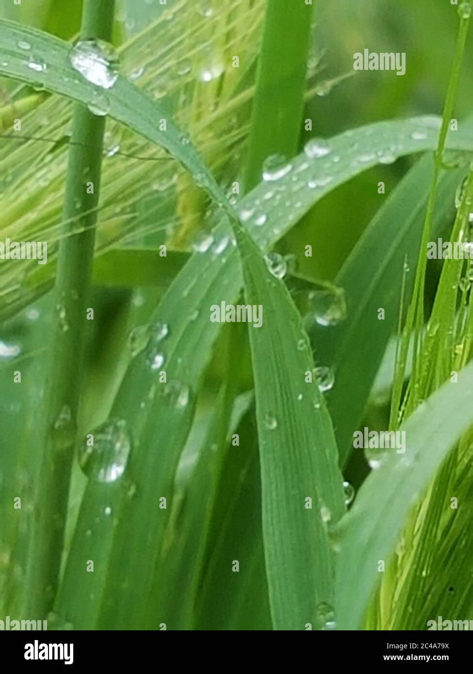 Wassertropfen auf dem Rasen Stockfoto