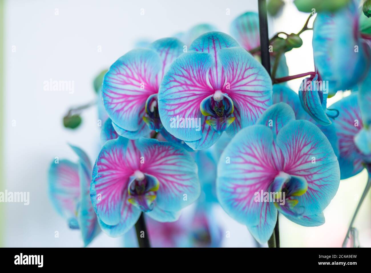Blau und rosa Orchidee "Wunder der Natur" blüht isoliert auf einem weißen  Hintergrund Stockfotografie - Alamy