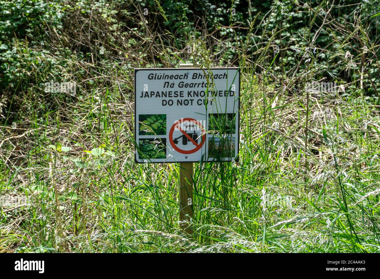 Eine Warnung vor den Gefahren des Schneidens von Knokenkraut in Waterstown Park, Palmerstown, dublin. Stockfoto
