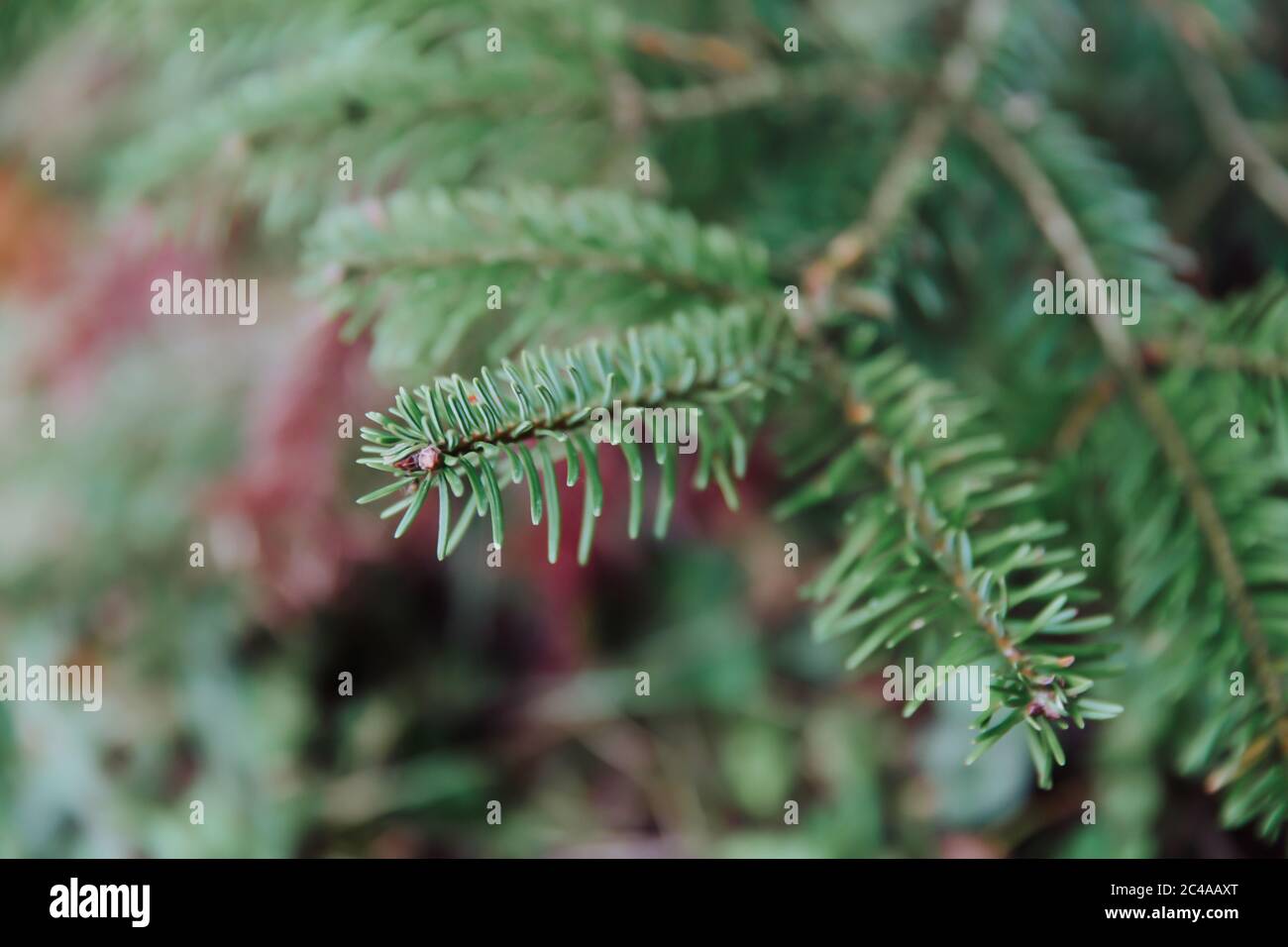 Nahaufnahme eines grünen fraser-Tannenzweiges im Herbst mit Kopierraum Stockfoto