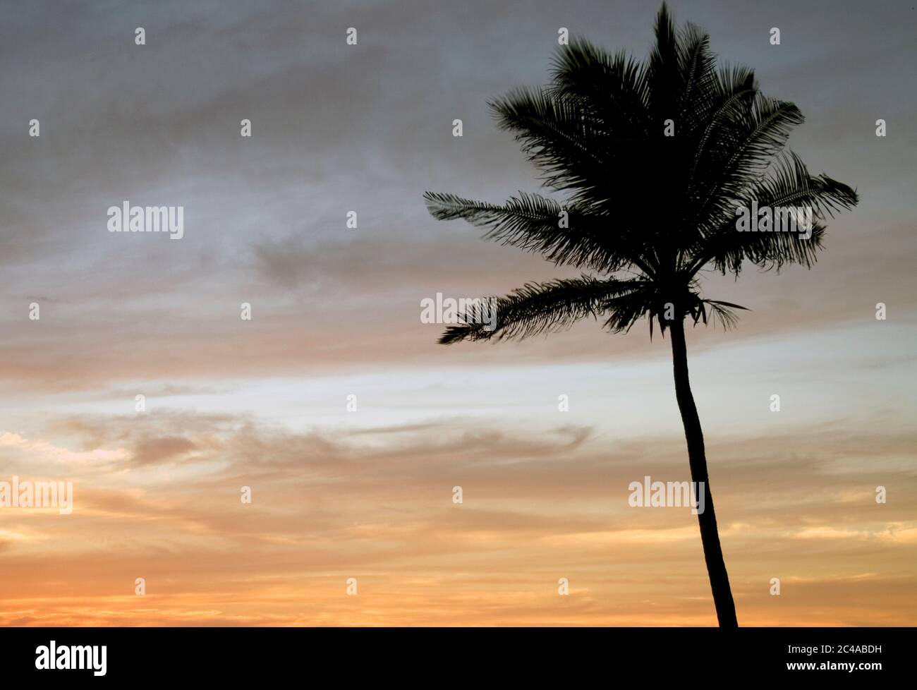 Palmenbaum in Acapulco, Mexiko, wurde vor einem Sonnenuntergang am Himmel silhouettiert Stockfoto