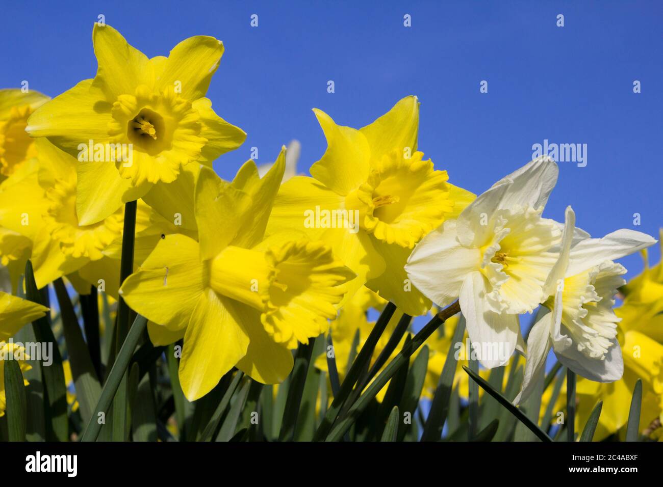 Frühling Narzissen gegen blauen Himmel Stockfoto