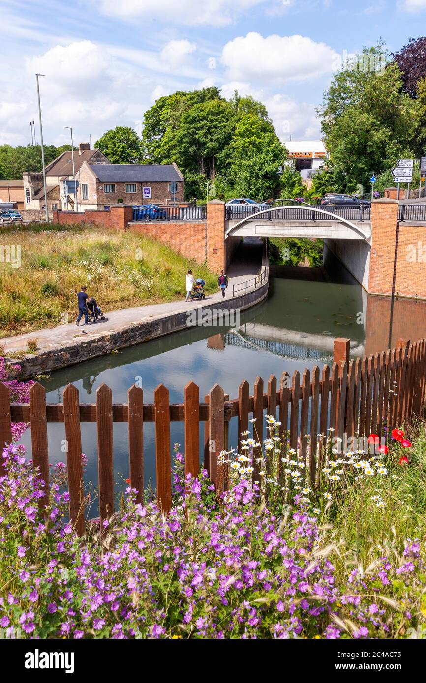 Wildblumen neben der Stroudwater Navigation (verwaltet vom Cotswolds Canal Trust), die unter der A46 in Wallbridge, Stroud, Gloucestershire, Großbritannien, vorbeiführt Stockfoto