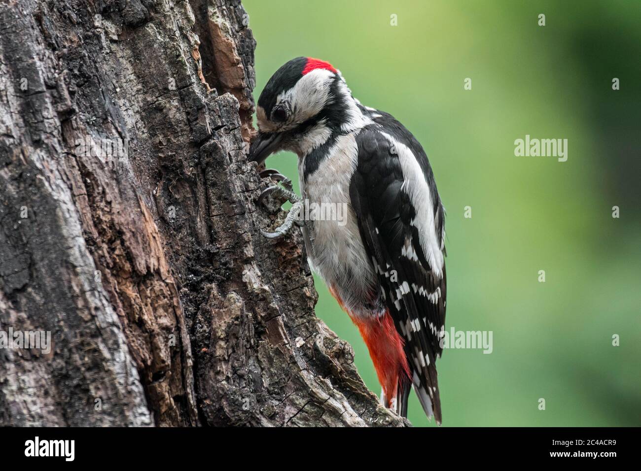 Buntspecht / Buntspecht (Dendrocopos major) Männchen hämmert auf Haselnuss, eingekeilt in einen Baumstumpf Stockfoto