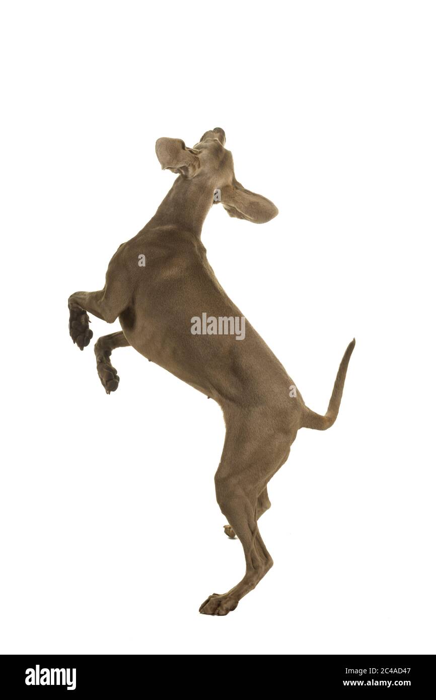 Junge weibliche Weimaraner Hund springt seitwärts mit Blick weg von der Kamera Ganzkörper in weiß isoliert Stockfoto