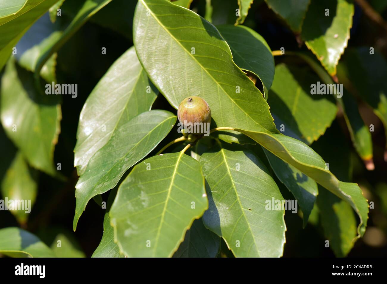 Heimischer Baum, Japan, Quercus, Eiche, Eichel, Quercus glabra Stockfoto