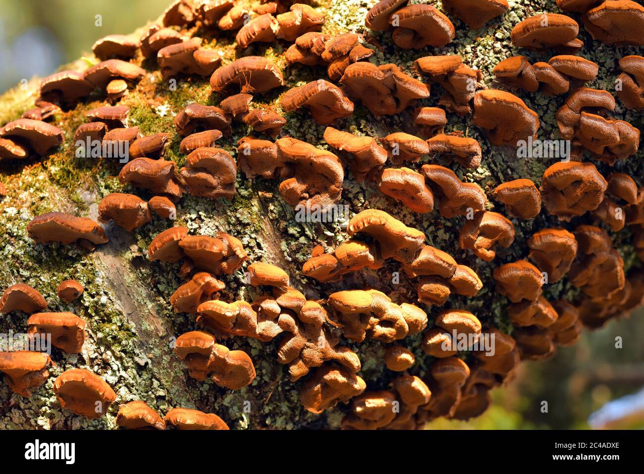 Pilz auf Baum Japan Stockfoto