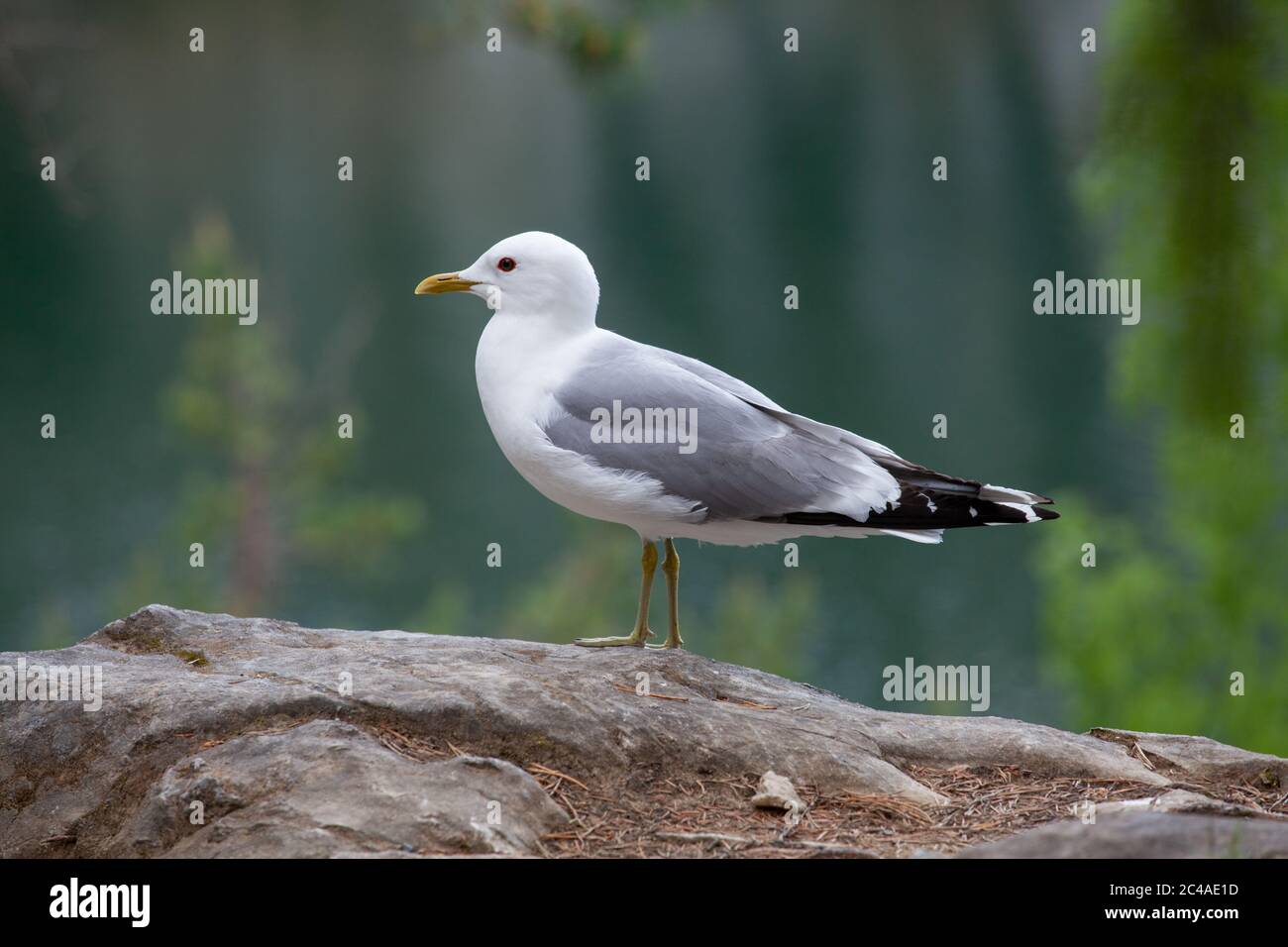Gemeinsamen Möwe (Larus Canus) Stockfoto