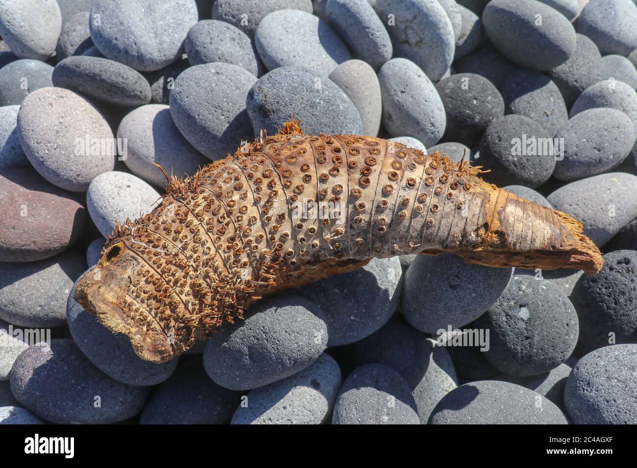 Bambuswurzel. Ein abstraktes Stck Holz, das wie ein seltsames Tier  aussieht. Palmen wuschen vom Meer bis zum Strand. Holzgarnelen von der  Natur geschaffen Stockfotografie - Alamy