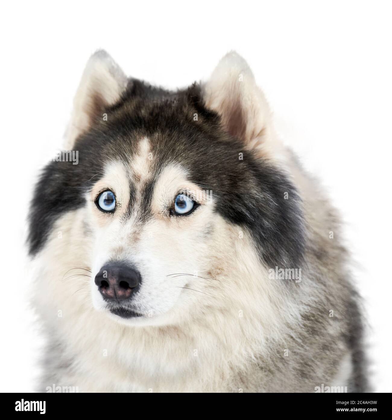Schockiertes Hundegesicht Stockfotos Und Bilder Kaufen Alamy