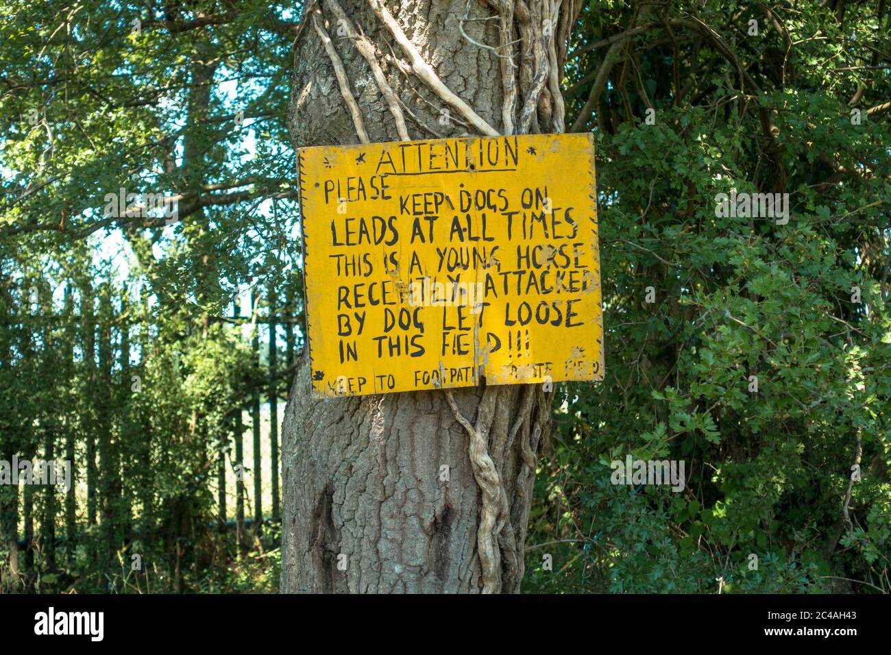 Ein selbstgemachtes gelbes Schild hängt von einem Baum neben einem öffentlichen Fußweg, der Leute bittet, Hunde an der Leitung zu halten. Stockfoto