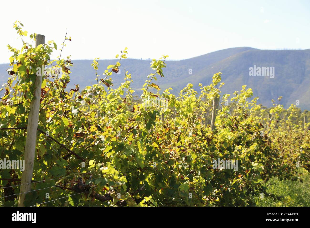 Weinberg in den Klippen, in der Nähe von Plettenberg Bay, Garden Route, Südafrika, Afrika. Stockfoto