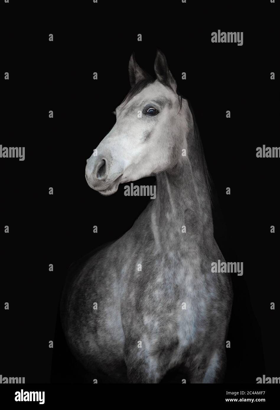Porträt von jungen Apfel grau Pferd auf schwarzem Hintergrund Stockfoto