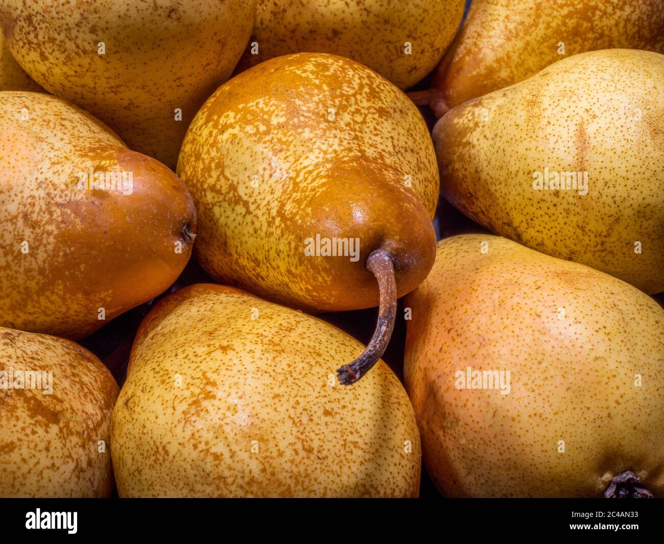 Nahaufnahme einer Gruppe von einer gemeinsamen Art von ganzen, ungeschälten Birnen – Produkt von Portugal. Stockfoto