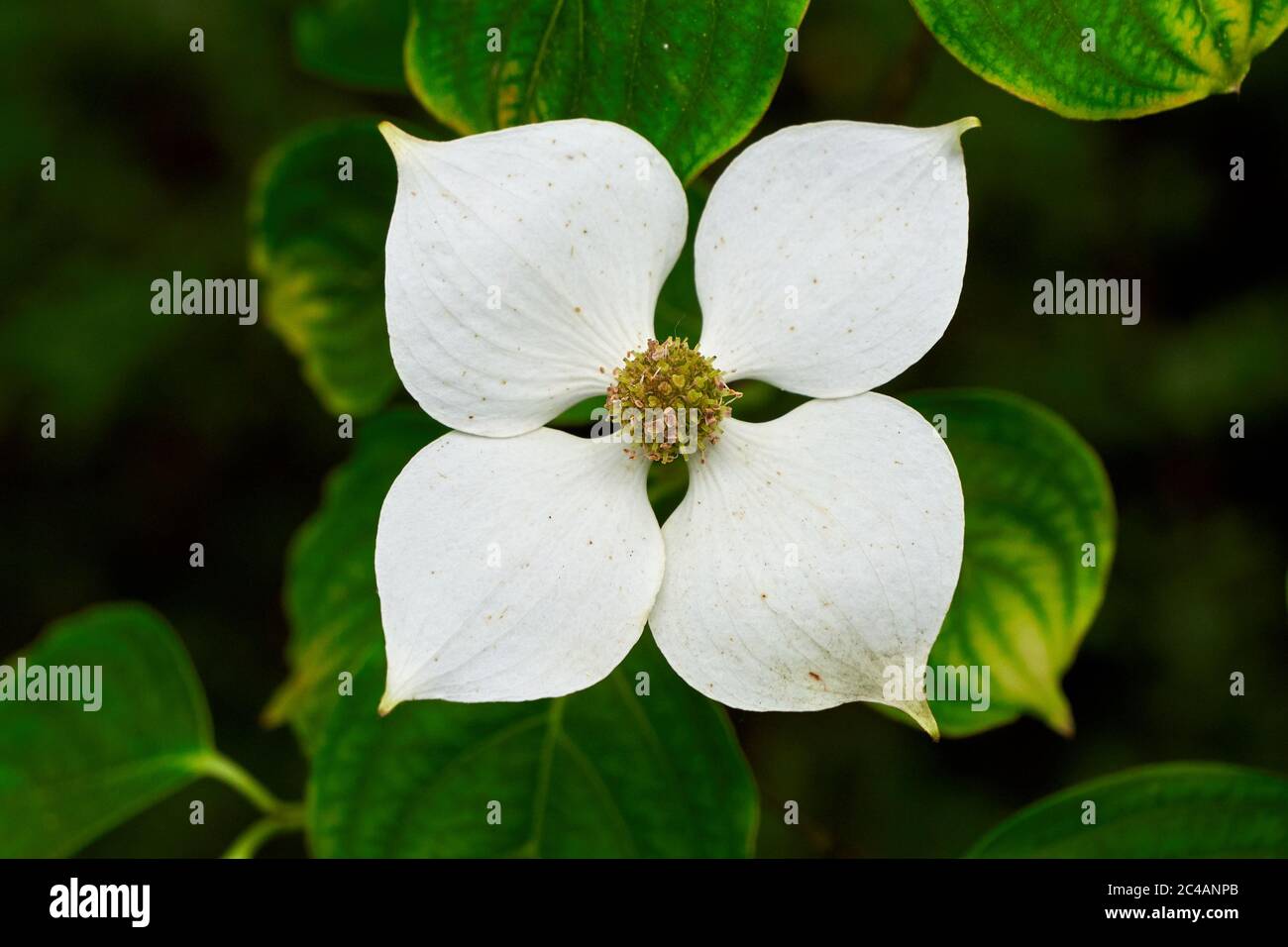 Blume von Cornus kousa, Dogwood Baum oder japanischen Dogwood Stockfoto