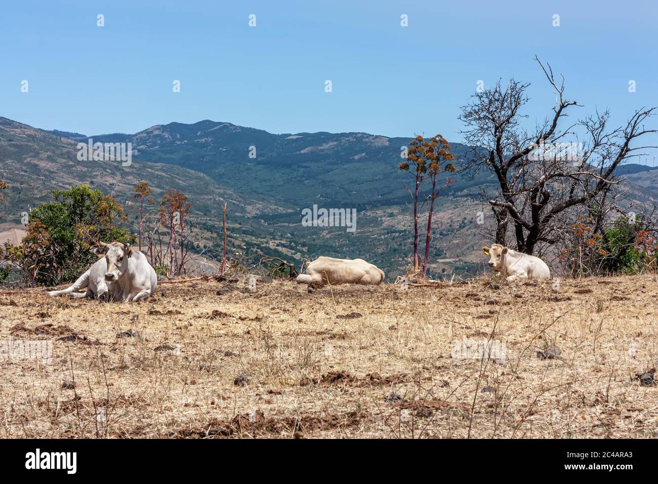 Die Herde der Kühe grast auf den Hügeln mit Gras in der Sonne getrocknet. Malerische Hügellandschaft an den Hängen des Ätna. Stockfoto