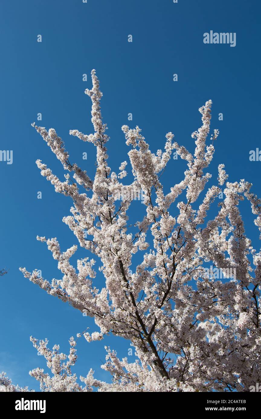 Kirschblüte in Blüte, Frühling 2020 Stockfoto