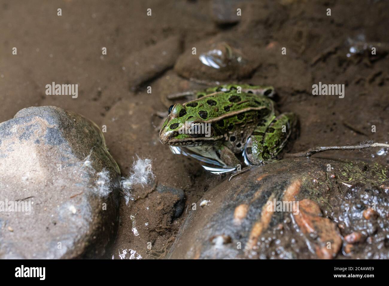Northern Leopard Frog (Lithobates Pipiens) von Jefferson County, Colorado, USA. Stockfoto