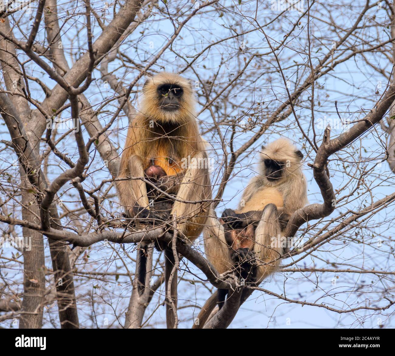 Northern Plains Grey Langurs (Semnopithecus entellus) in Ranthambore National Park, Rajasthan, Indien Stockfoto