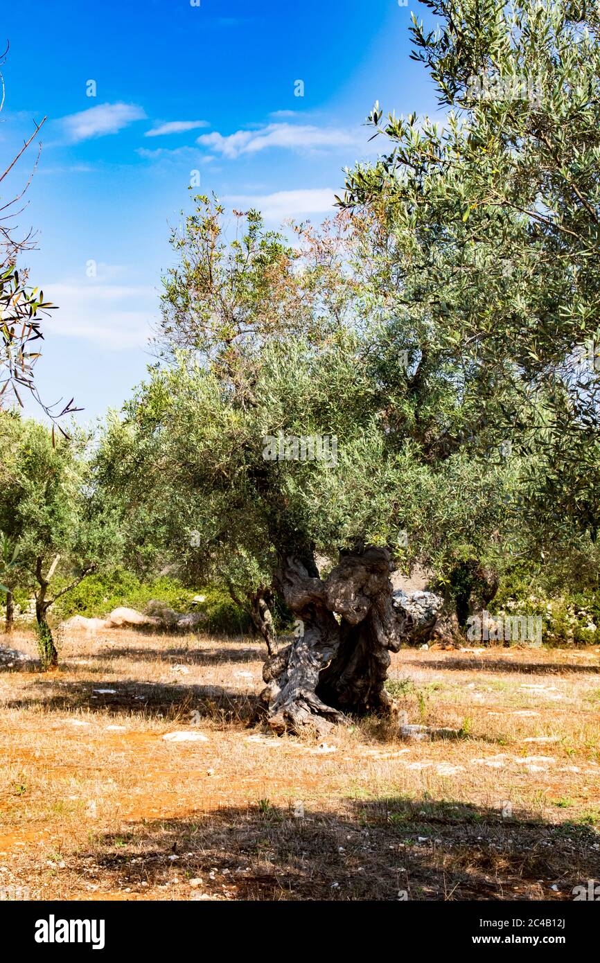 Alte Olivenbume von Salento, Italien, Apulien Stockfotografie - Alamy