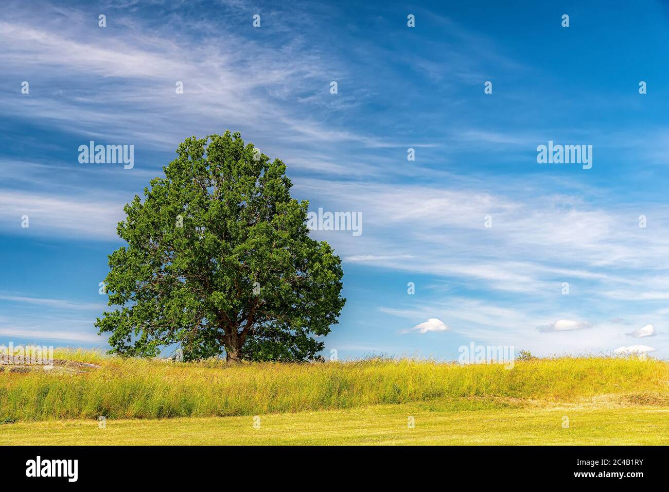 Ein einsamer Baum mit Blick auf ein üppiges grünes Feld in der schwedischen Landschaft im Sommer. Stockfoto