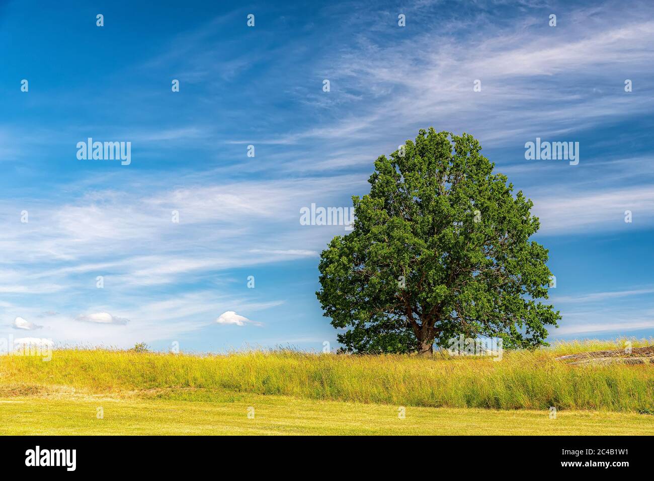 Ein einsamer Baum mit Blick auf ein üppiges grünes Feld in der schwedischen Landschaft im Sommer. Stockfoto
