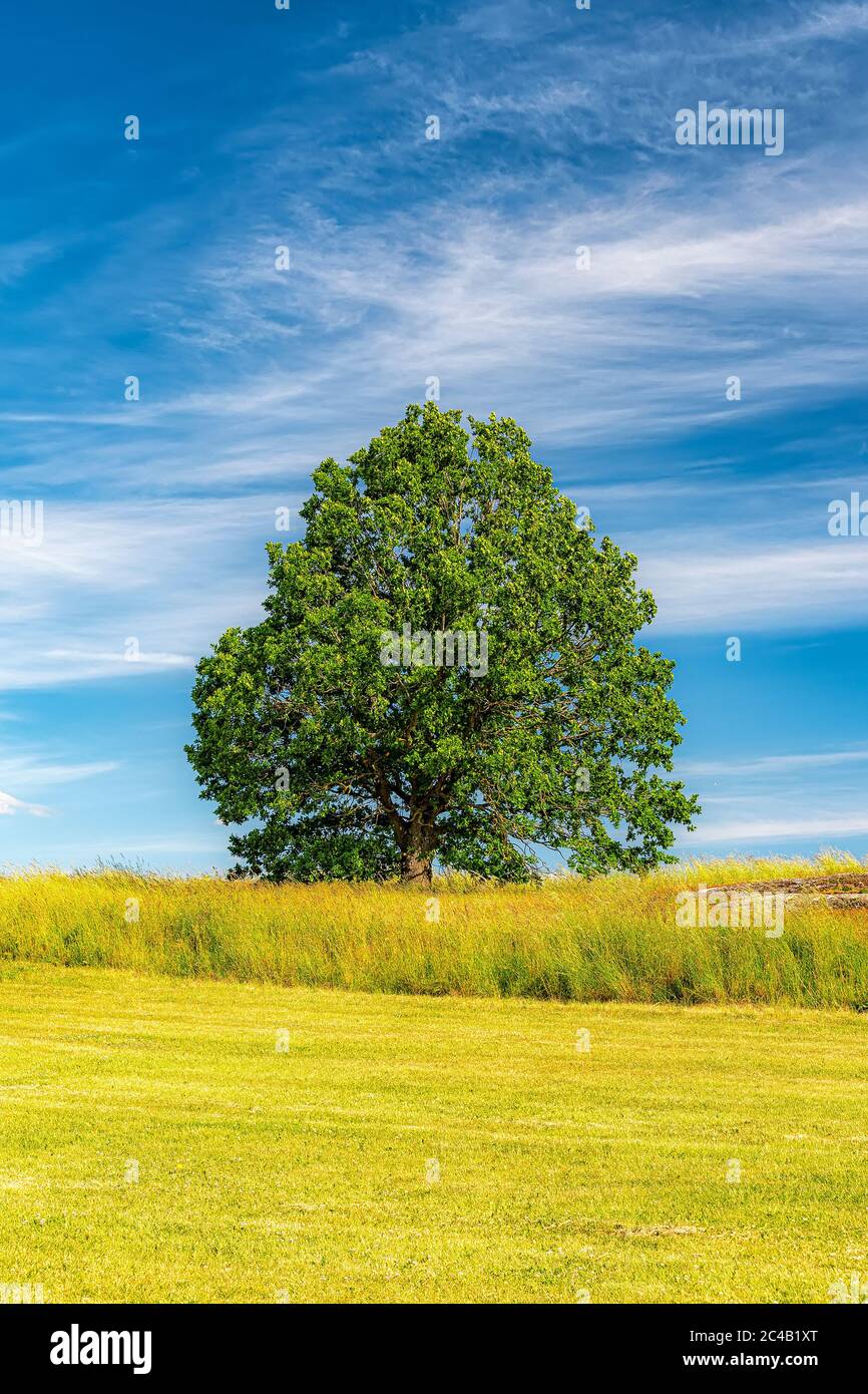 Ein einsamer Baum mit Blick auf ein üppiges grünes Feld in der schwedischen Landschaft im Sommer. Stockfoto