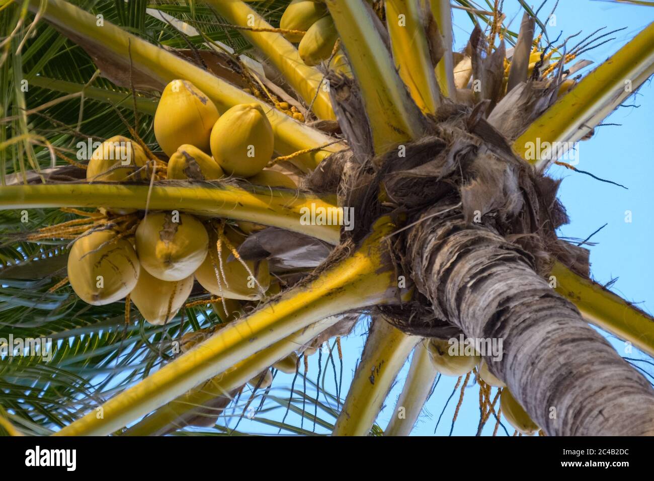 Ansicht von unten auf eine Kokospalme, Nahaufnahme Stockfoto