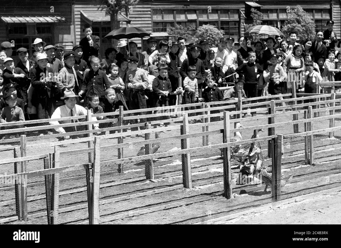 Japanische Ente Rennen in der Schule in 1950s Japan Stockfoto