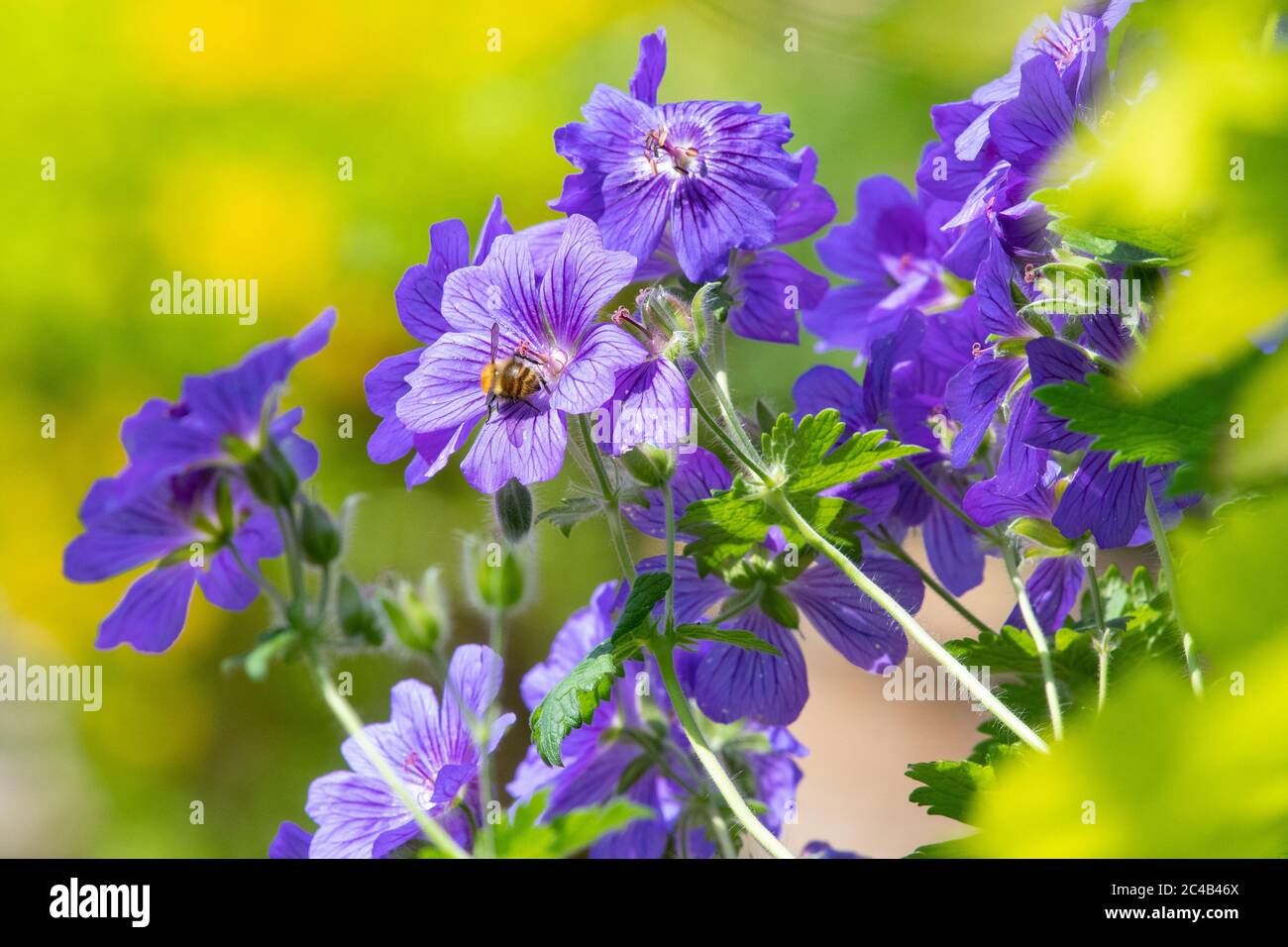 Geranium x magnificum oder Purple Cranesbill - winterharte Geranie im britischen Garten Stockfoto