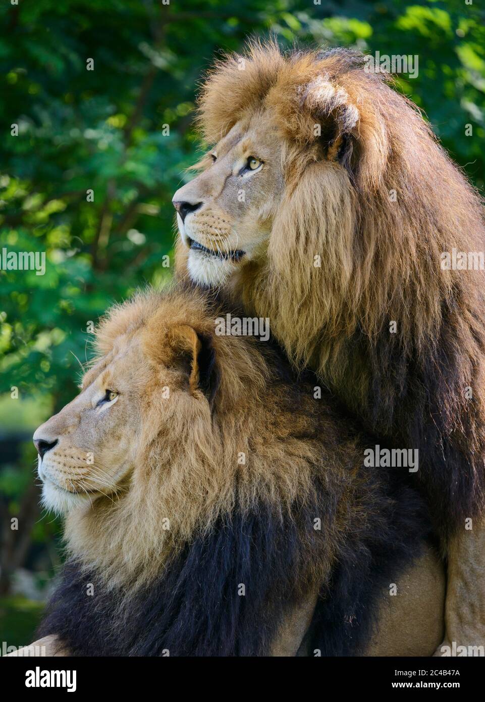 Kalahari Löwen (Panthera leo vernayi), zwei Männchen, gefangen, Afrika Stockfoto